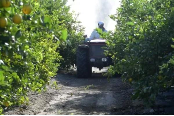 柠檬的常见病害,有蒂腐病、黑腐病等