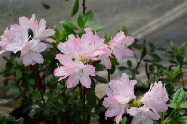 东洋杜鹃花的养殖方法,生长期为其提供氮肥、尿素等