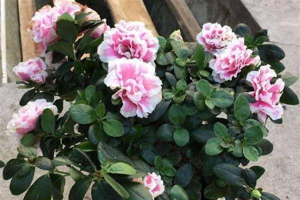 东洋杜鹃花的养殖方法,生长期为其提供氮肥、尿素等