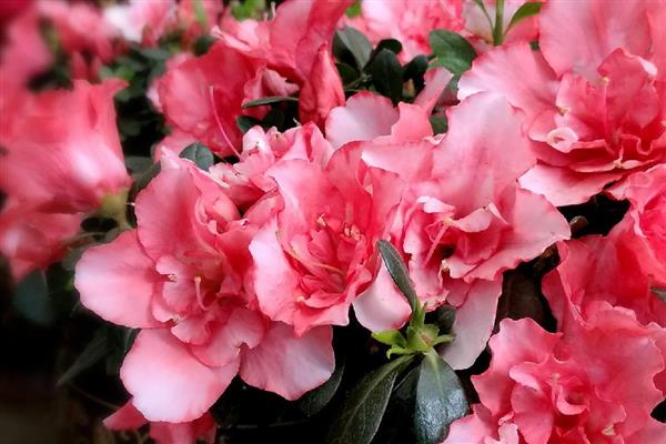 东洋杜鹃花的养殖方法,生长期为其提供氮肥、尿素等