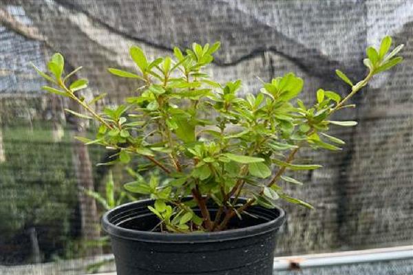 东洋杜鹃花的养殖方法,生长期为其提供氮肥、尿素等