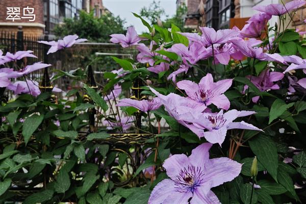有什么值得购买的铁线莲,美丽新娘、居里夫人等品种都是适宜选择
