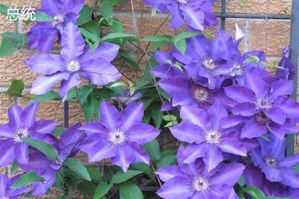 有什么值得购买的铁线莲,美丽新娘、居里夫人等品种都是适宜选择