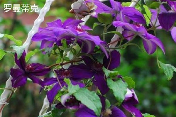 有什么值得购买的铁线莲,美丽新娘、居里夫人等品种都是适宜选择