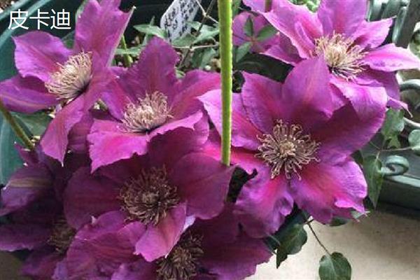 有什么值得购买的铁线莲,美丽新娘、居里夫人等品种都是适宜选择