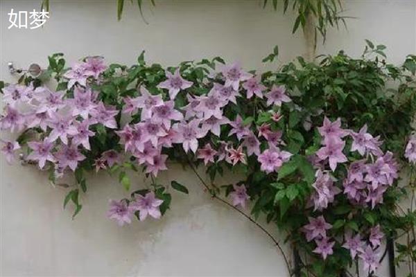 有什么值得购买的铁线莲,美丽新娘、居里夫人等品种都是适宜选择