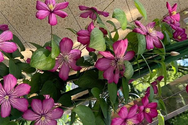 有什么值得购买的铁线莲,美丽新娘、居里夫人等品种都是适宜选择