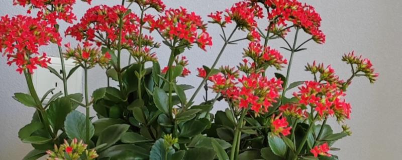 为什么凤尾长寿花那么贵，其对环境温度、光照等要求高