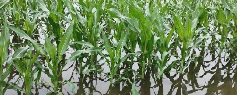 玉米苗被水淹了怎么处理，需及时排水