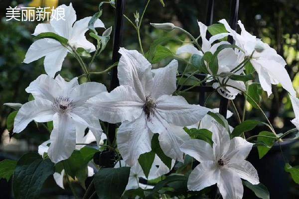 有什么值得购买的铁线莲,美丽新娘、居里夫人等品种都是适宜选择