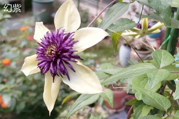 有什么值得购买的铁线莲,美丽新娘、居里夫人等品种都是适宜选择