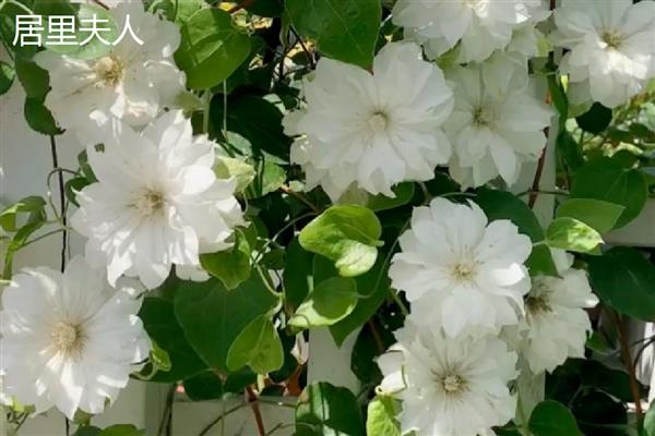 有什么值得购买的铁线莲,美丽新娘、居里夫人等品种都是适宜选择