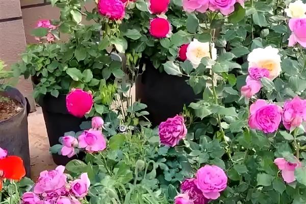 月季的施肥适宜时间，4月份是施肥最佳时机