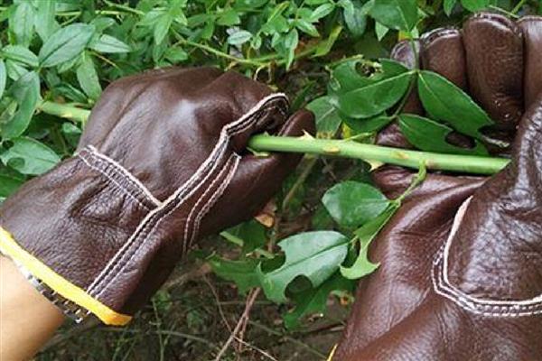 月季的施肥适宜时间，4月份是施肥最佳时机