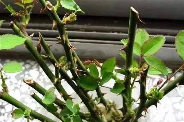 月季的施肥适宜时间，4月份是施肥最佳时机