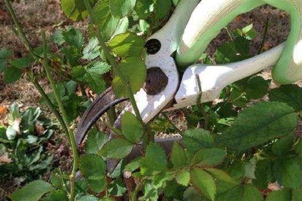 月季的施肥适宜时间，4月份是施肥最佳时机