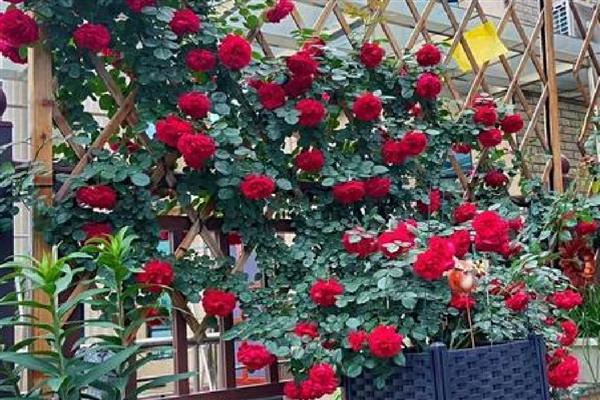 红色月季有什么花语，代表热情热恋、友谊长存等含义