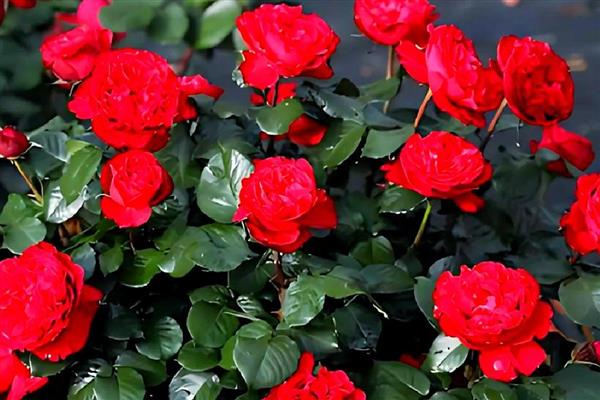 红色月季有什么花语，代表热情热恋、友谊长存等含义