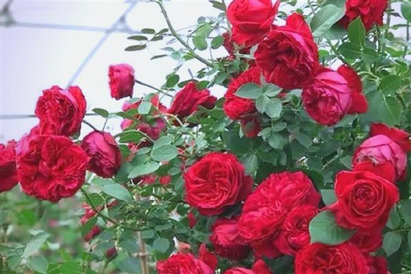 红色月季有什么花语，代表热情热恋、友谊长存等含义