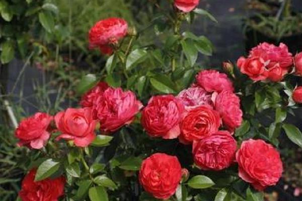 红色月季有什么花语，代表热情热恋、友谊长存等含义