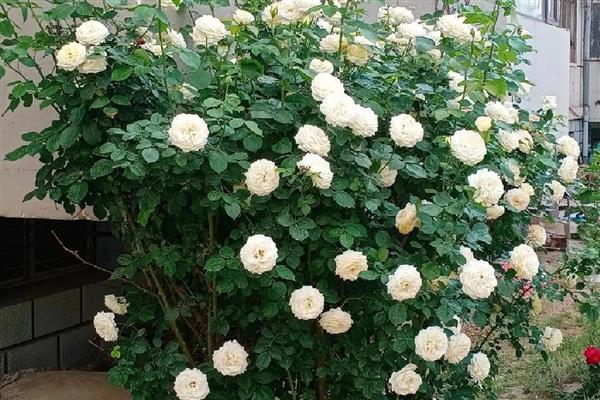 红色月季有什么花语，代表热情热恋、友谊长存等含义