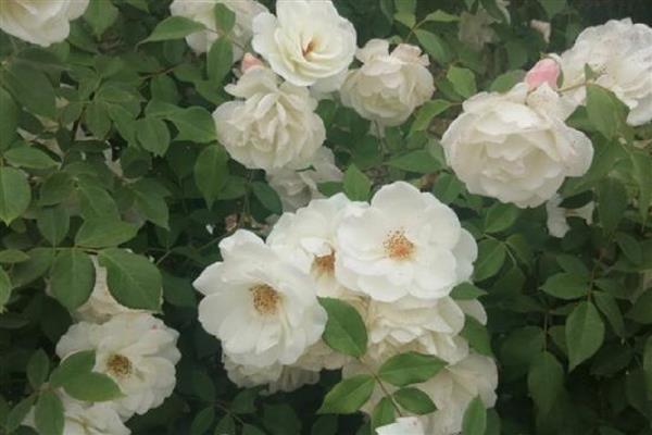 红色月季有什么花语，代表热情热恋、友谊长存等含义