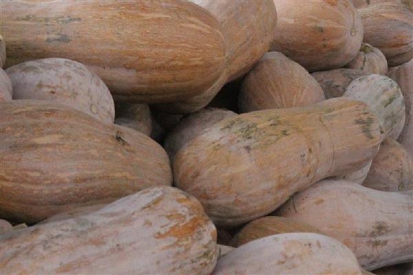 南瓜几月收获,收获时间在7-10月