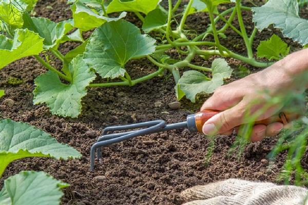 南瓜几月收获,收获时间在7-10月