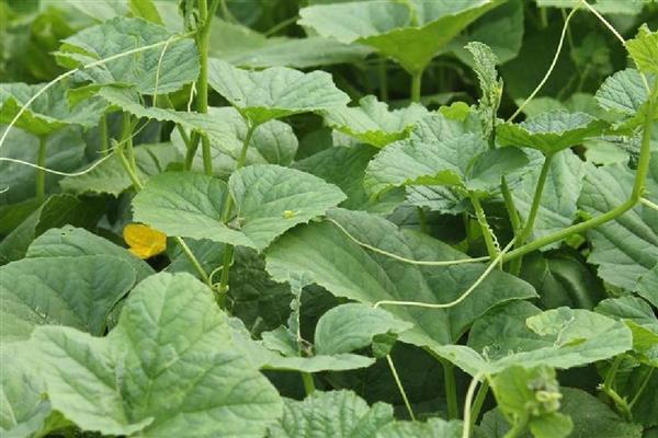 南瓜几月收获,收获时间在7-10月