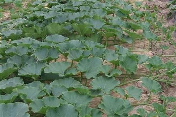 南瓜几月收获,收获时间在7-10月