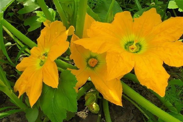 南瓜几月收获,收获时间在7-10月