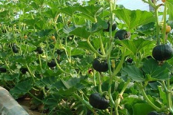 南瓜几月收获,收获时间在7-10月