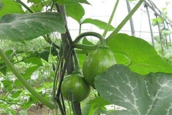 南瓜几月收获,收获时间在7-10月