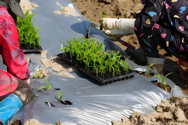 玉米增产的方式，一定要适时早播