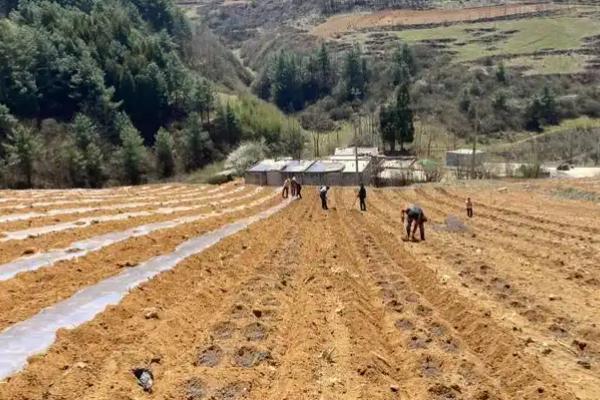 玉米增产的方式，一定要适时早播