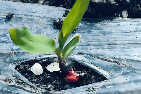 玉米增产的方式，一定要适时早播