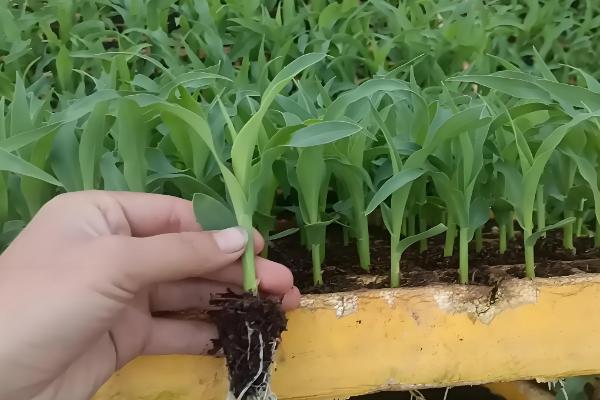 玉米增产的方式，一定要适时早播