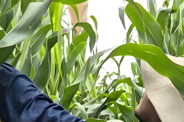 玉米增产的方式，一定要适时早播