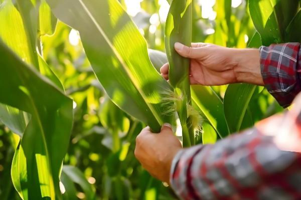 玉米增产的方式，一定要适时早播