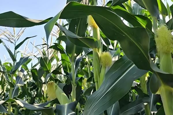 玉米增产的方式，一定要适时早播