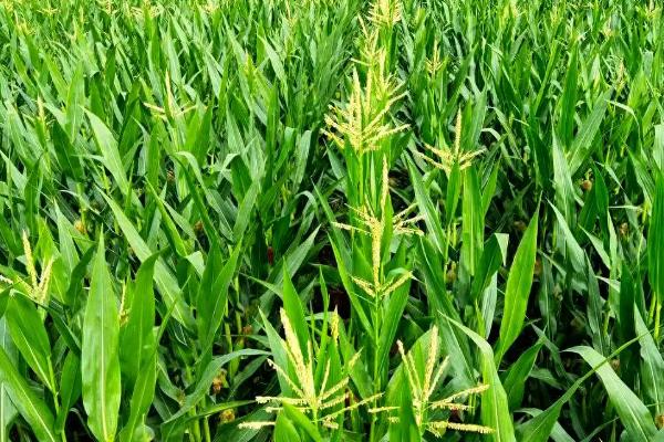 玉米增产的方式，一定要适时早播