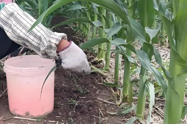 玉米增产的方式，一定要适时早播