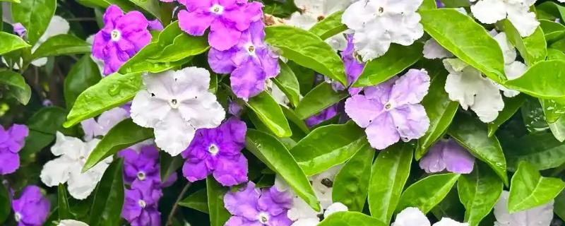 双色茉莉的作用，可供观赏也可净化空气