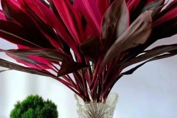 红朱蕉的水培方法，每隔1周换一次水