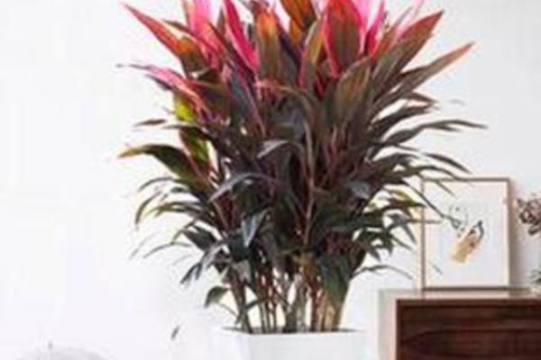 红朱蕉的水培方法，每隔1周换一次水