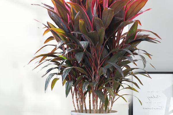 红朱蕉的水培方法，每隔1周换一次水