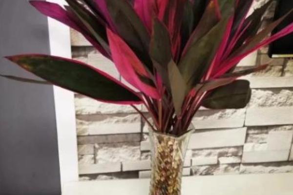 红朱蕉的水培方法，每隔1周换一次水