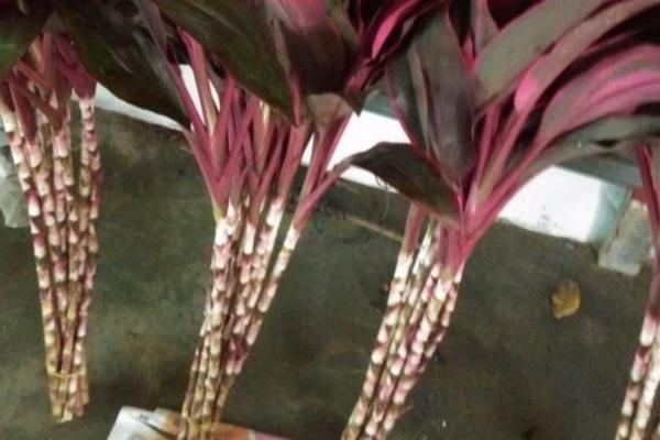 红朱蕉的水培方法，每隔1周换一次水