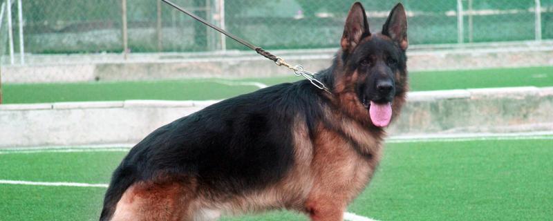 判断纯血小德牧的方法，可以从身高体重、背部线条等方面做鉴别