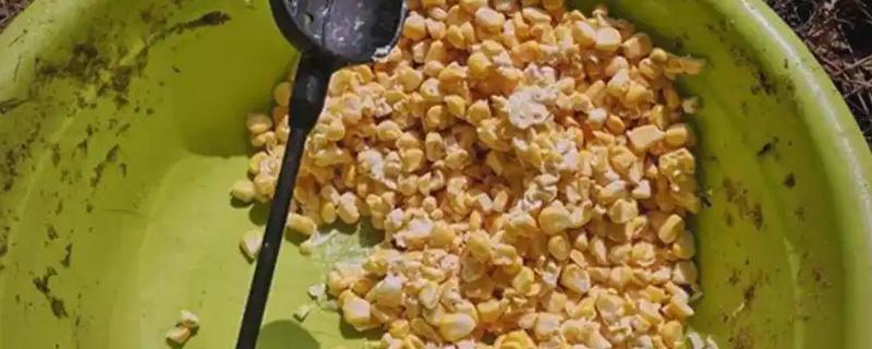 玉米打窝钓什么鱼，包括鲤鱼、青鱼、鲫鱼等